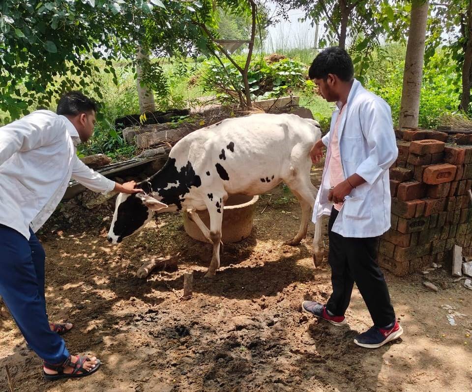 Free Animal Treatment Done at Village Devthala, Chomu 02.08.2023